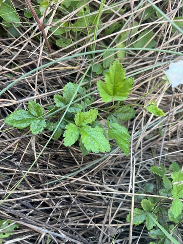 Rio Grande dewberry (Rubus riograndis)