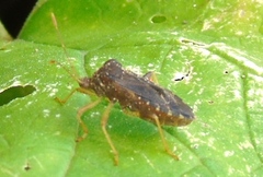 Anasa scorbutica