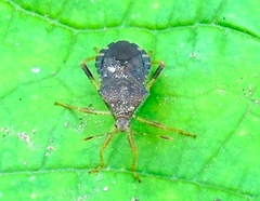 Anasa scorbutica