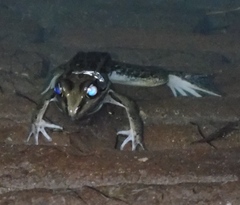 Lithobates magnaocularis