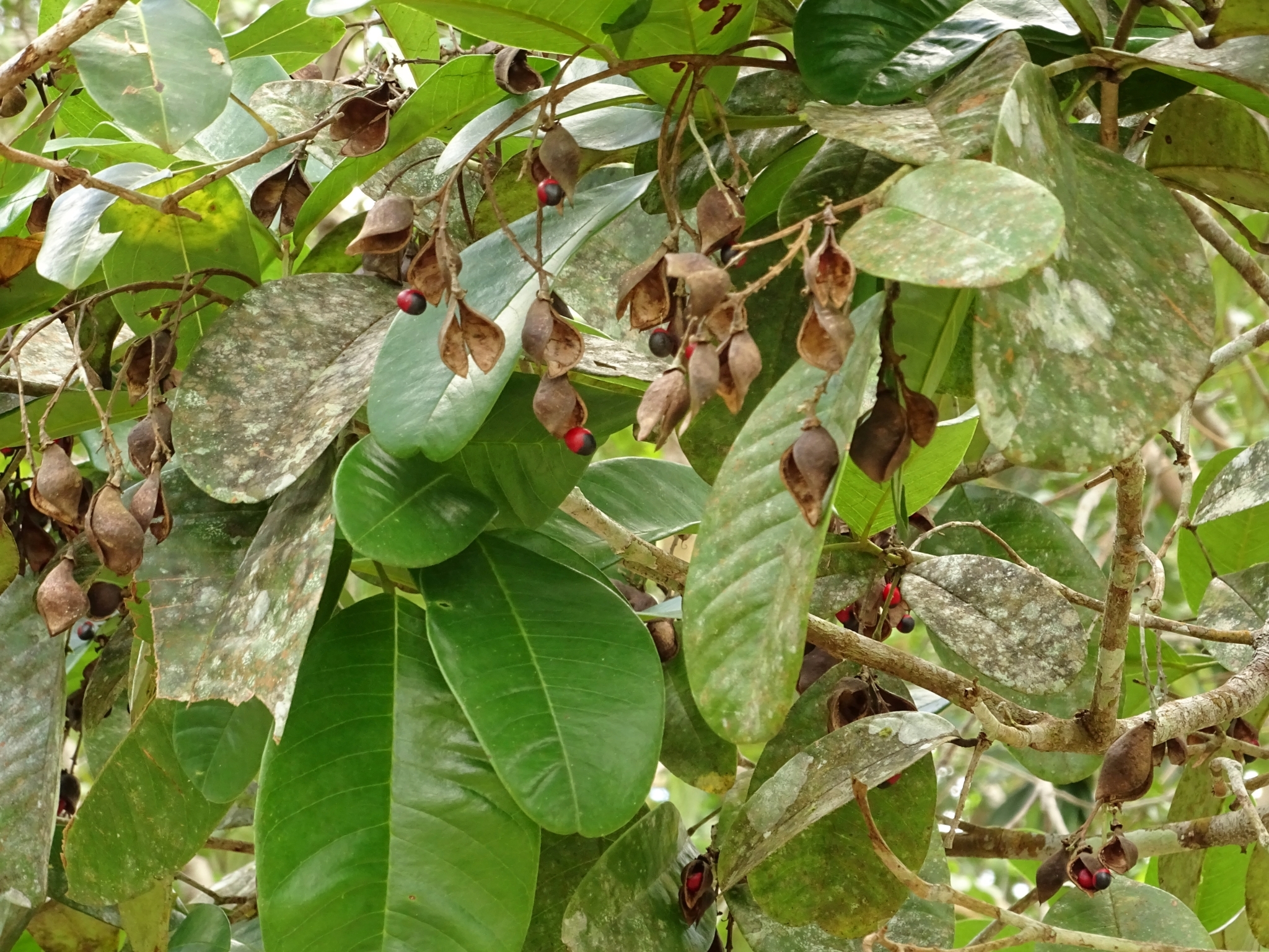 Ormosia costulata