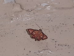 Enispa rosellus