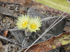 Astrophytum myriostigma