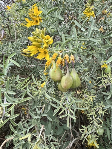 iNaturalist observation photo of Bladderpod
