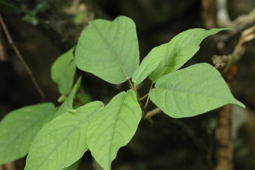 Image of Ficus erecta by no rights reserved