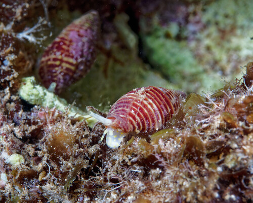 Mitra cucumerina observed 2025-04-25