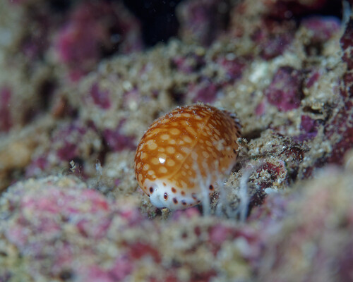 Cypraea gaskoini observed 2025-04-25