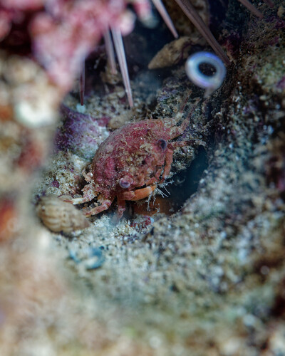 Exopalicus maculatus, 2025-04-25