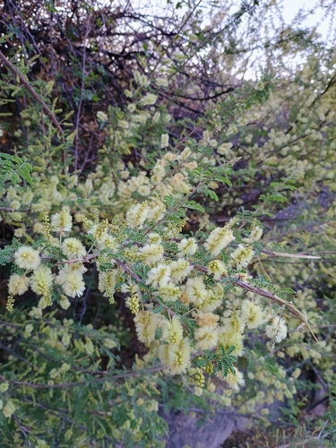 Catclaw Acacia