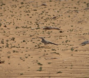 Greater Hoopoe-Lark