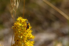 Chauliognathus deceptus
