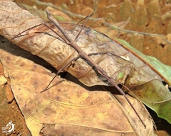 Pygirhynchus carioca