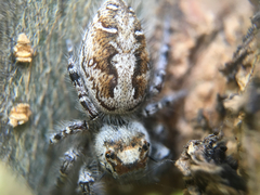 Phidippus comatus