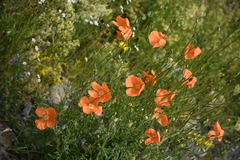 Papaver fugax