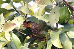 Psilopogon zeylanicus