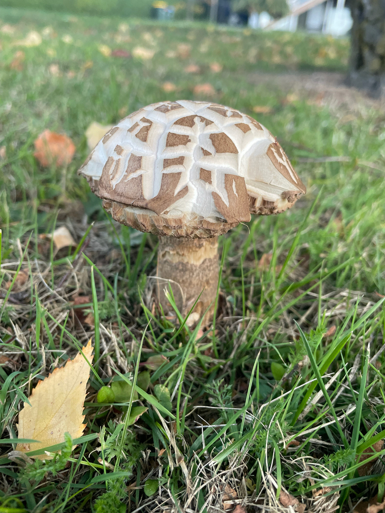 Leccinum scabrum · April 2025 · photo: © christian_waddingham (iNaturalist, cc0)