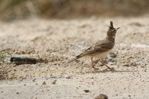 Crested Lark