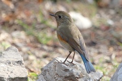 Tarsiger rufilatus