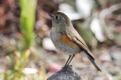 Tarsiger rufilatus