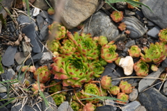 Sempervivum caucasicum