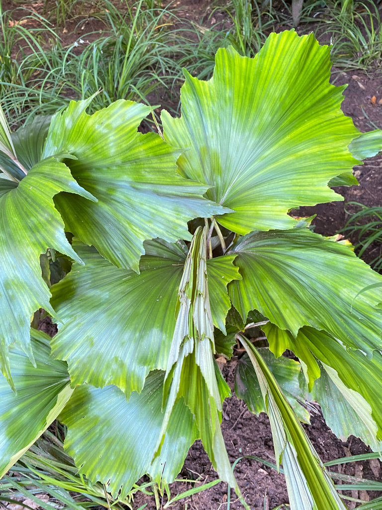 Arenga hookeriana
