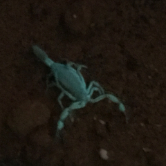 Centruroides suffusus