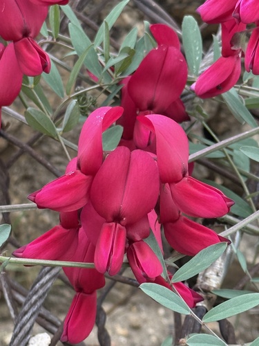 pride-of-California (Lathyrus splendens)