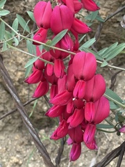 (c) Ian McFaul, some rights reserved (CC BY) Lathyrus splendens, photograph (c) Ian McFaul, some rights reserved (CC BY)