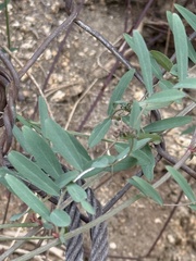 (c) Ian McFaul, some rights reserved (CC BY) Lathyrus splendens, photograph (c) Ian McFaul, some rights reserved (CC BY)