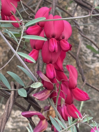 Lathyrus splendens, photograph 4