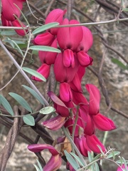 (c) Ian McFaul, some rights reserved (CC BY) Lathyrus splendens, photograph (c) Ian McFaul, some rights reserved (CC BY)