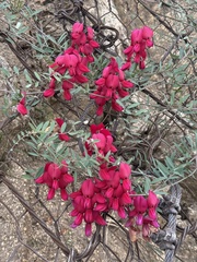 (c) Ian McFaul, some rights reserved (CC BY) Lathyrus splendens, photograph (c) Ian McFaul, some rights reserved (CC BY)