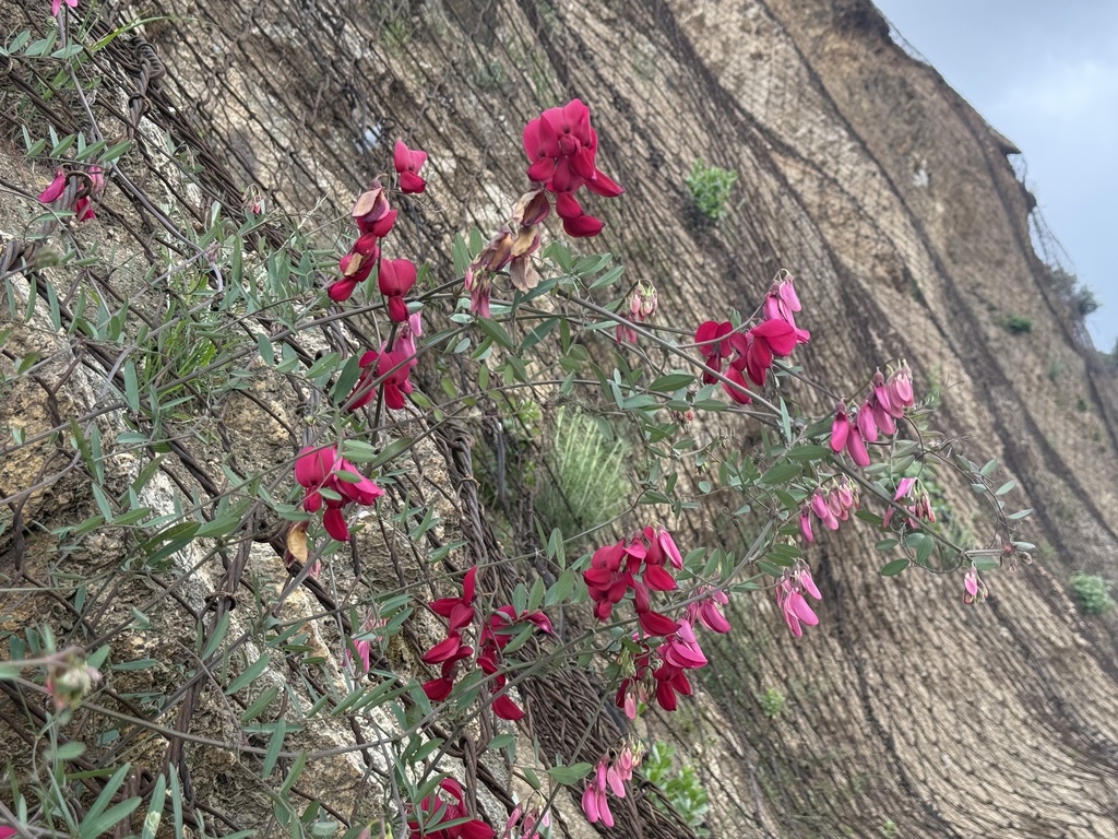 Lathyrus splendens; photograph (c) Ian McFaul, some rights reserved (CC BY)