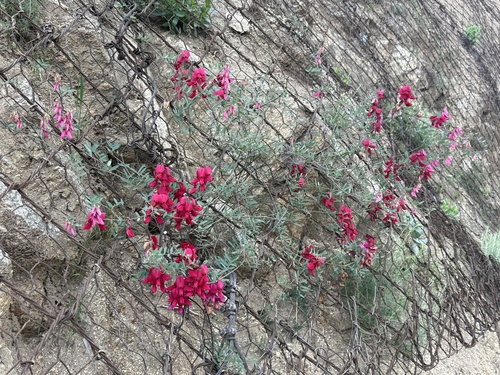 Lathyrus splendens, photograph 6
