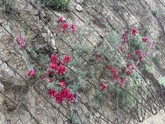 Lathyrus splendens, photograph (c) Ian McFaul, some rights reserved (CC BY)