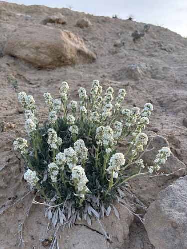 Uinta Basin Cryptantha (Oreocarya breviflora)