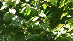 Vireo griseus