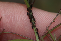 Aphis gerardiae