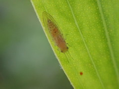 Boreioglycaspis melaleucae