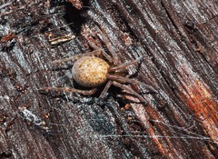 Megadictyna thilenii