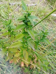 Hypericum hirsutum