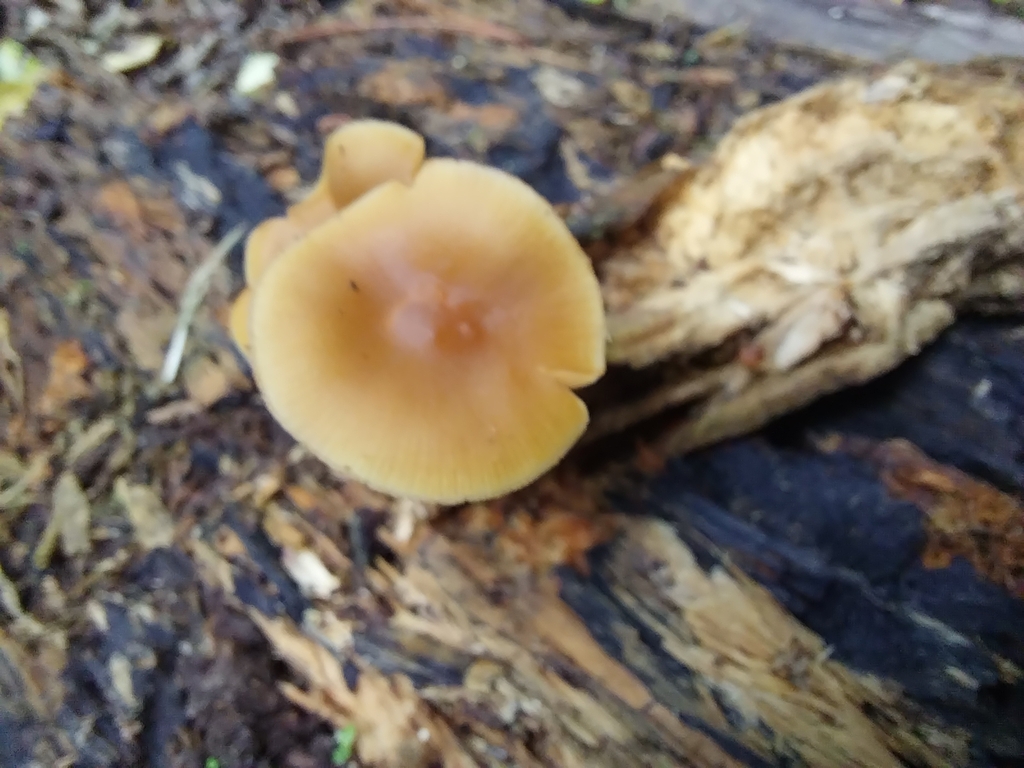 Galerina patagonica · April 2025 · photo: © kiwialli (iNaturalist, cc-by)