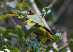 Philepitta schlegeli