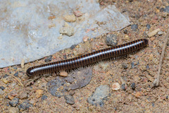 Leptogoniulus sorornus