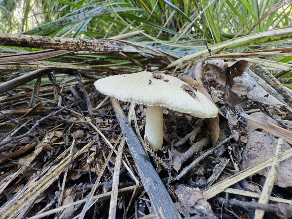 Amanita taiepa · April 2025 · photo: © jeremy_rolfe (iNaturalist, cc-by)