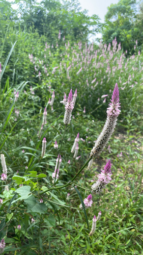 Quail Grass