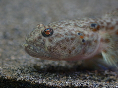 Taiwan Shrimpgoby photo 4