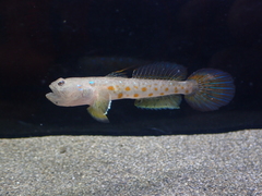 Taiwan Shrimpgoby photo 2