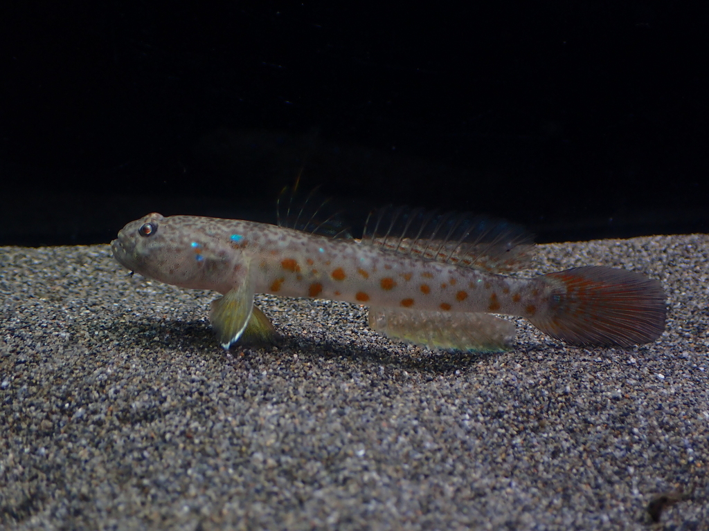 Taiwan Shrimpgoby