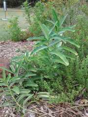 Asclepias syriaca